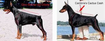 difference between european doberman and american