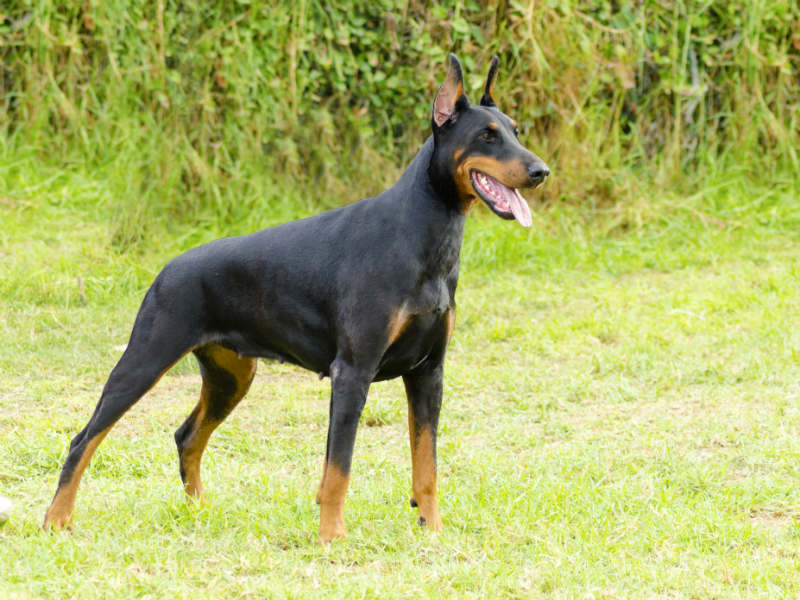 difference between european doberman and american