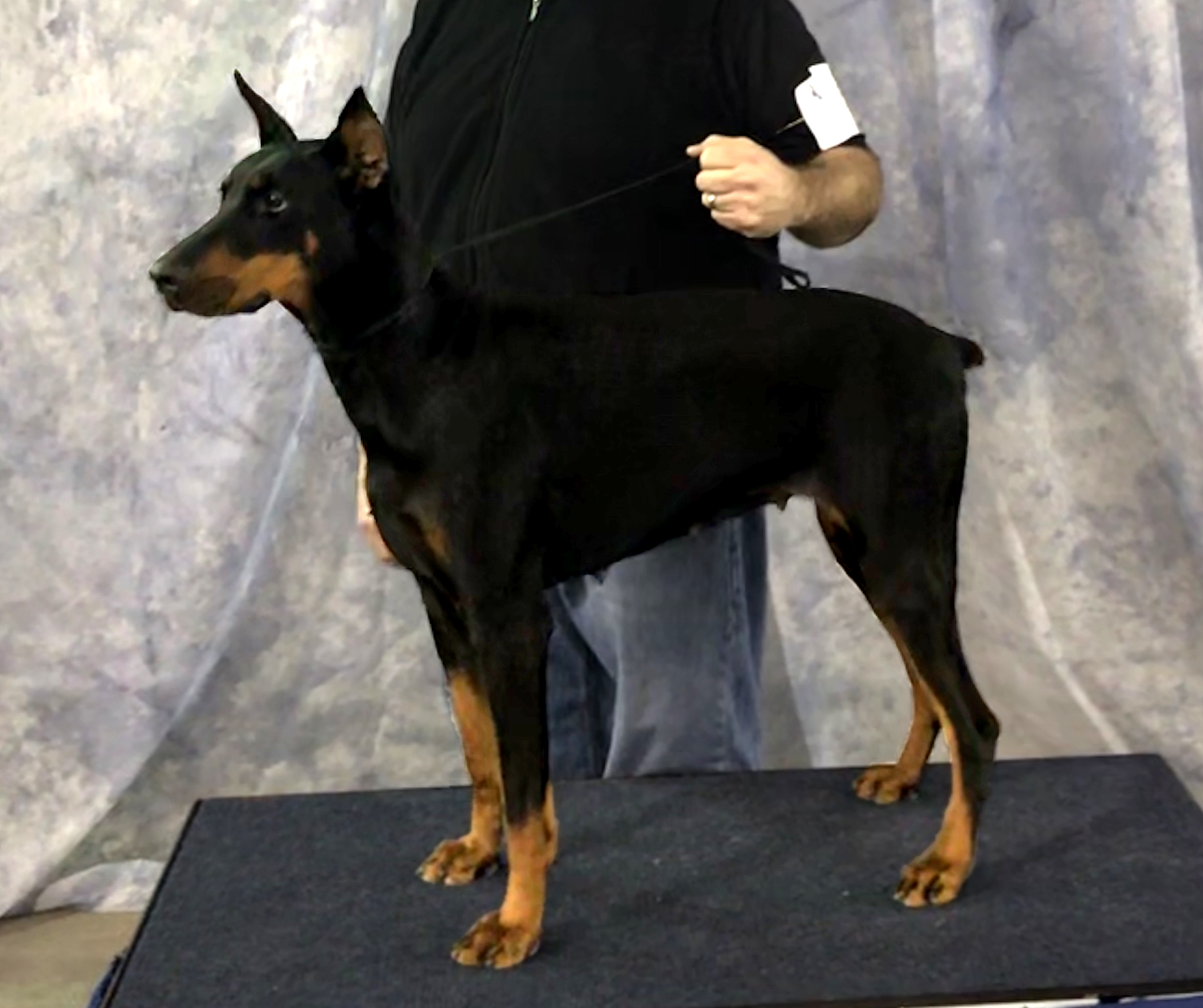 always faithful doberman statue