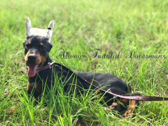 how to keep doberman ears up